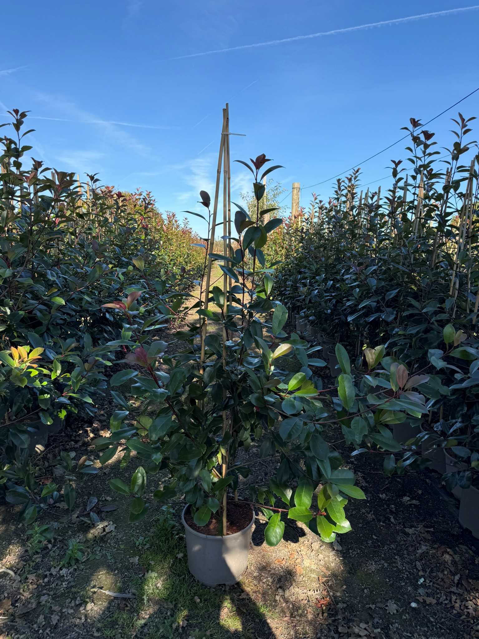 Photinia Red Robin Hedging for Sale | Hopes Grove Nurseries