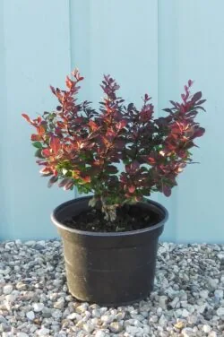 Berberis Purple Dwarf Potted Hedging 15-25cm 72-0in