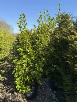 Griselinia Littoralis Potted Hedging 150-175cm 60-72in