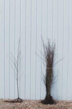 Alder Italian Bare Root Hedging 80-120cm 384-0in