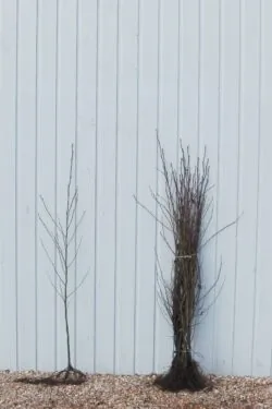 Alder Italian Bare Root Hedging 80-120cm 384-0in