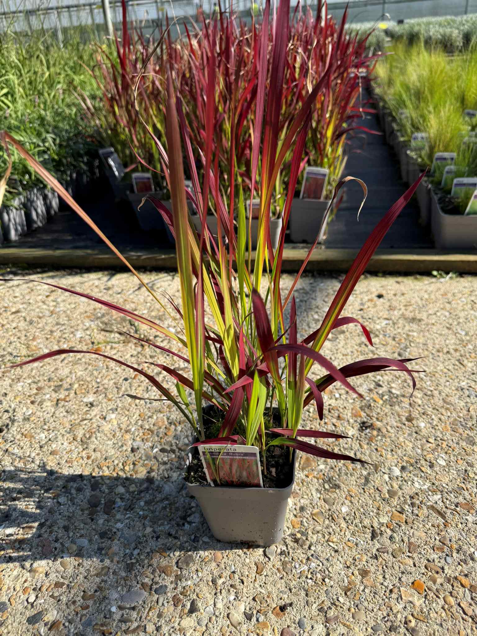 Imperata cylindrica Red Baron - Hopes Grove Nurseries