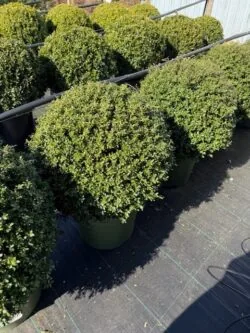 Japanese Holly Ilex Crenata Ball Shape Potted Topiary  720-0in