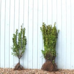 Privet Golden Bare Root Hedging 60-100cm 24-42in