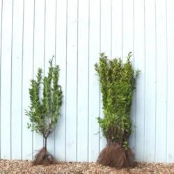 Privet Golden Bare Root Hedging 60-100cm 24-42in
