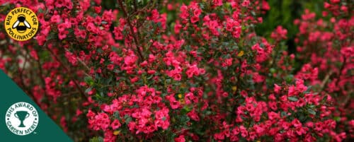 BUY ESCALLONIA DONARD RADIANCE HEDGING PLANTS AND SHRUBS ONLINE FROM HOPES GROVE NURSERIES