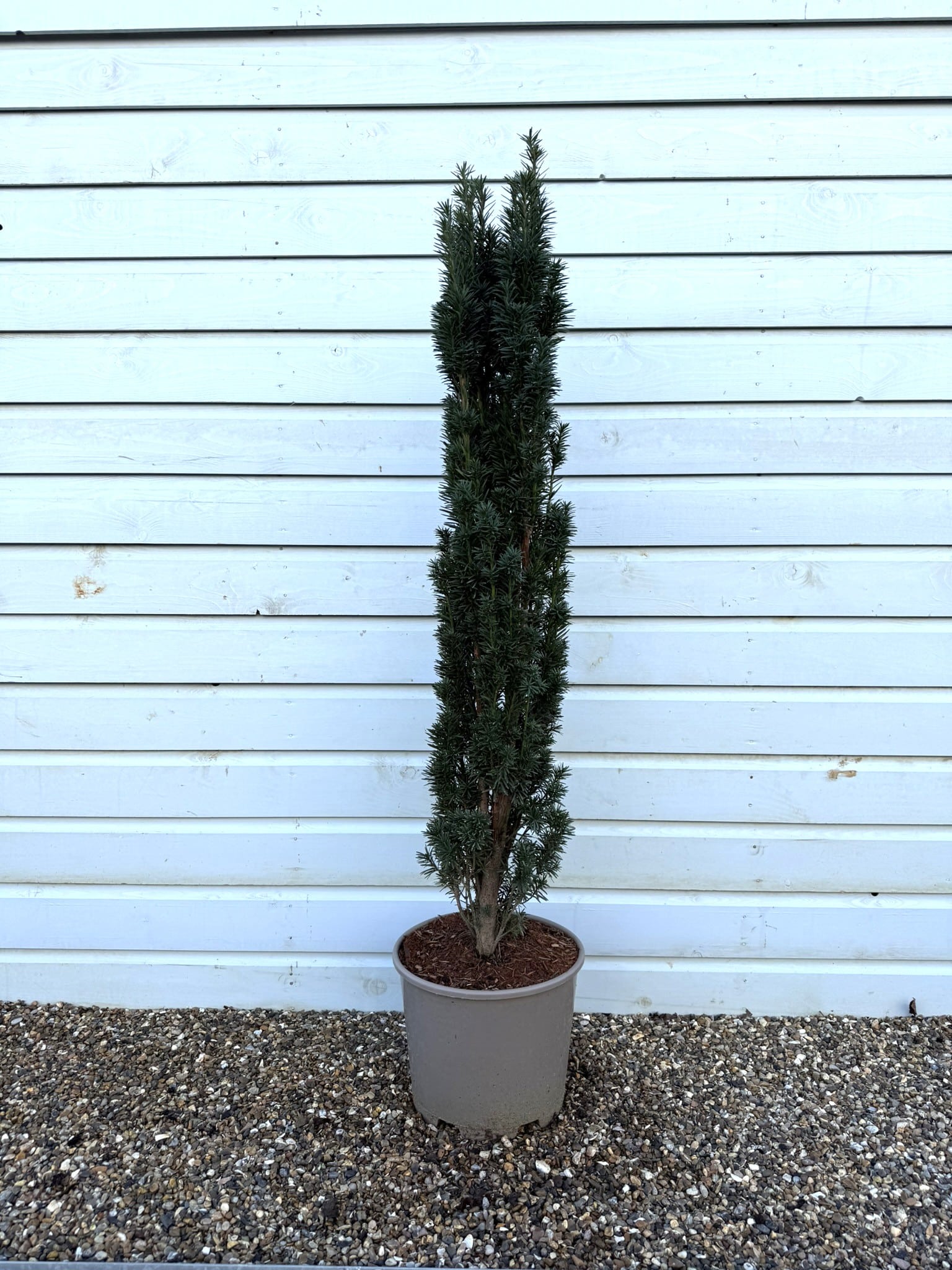 taxus media hillii kaufen Taxus media Hillii Pflanzen-Set Ø17cm 60cm Gartenpflanze kaufen main image 1