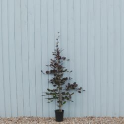 Beech Purple Potted Hedging 120-150cm 48-60in