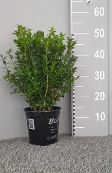 Box Common Potted Hedging 30-40cm 144-0in