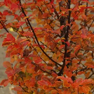 Carpinus Betulus Rockhampton Red Garden Trees - Hopes Grove Nurseries