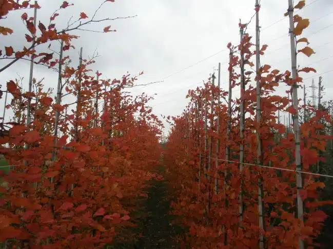 Carpinus Betulus Rockhampton Red Garden Trees - Hopes Grove Nurseries
