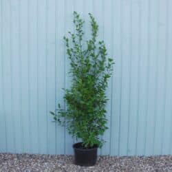 Griselinia Littoralis Potted Hedging 150-175cm 60-72in