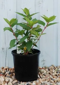 Hydrangea Paniculata Limelight Potted Hedging 25-40cm 120-0in