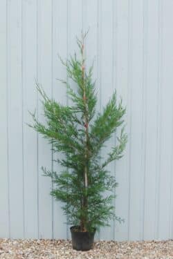 Leylandii Green Potted Hedging 150-175cm 60-72in