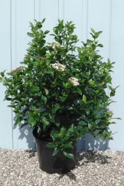 Viburnum Tinus Potted Hedging 50-60cm 240-0in