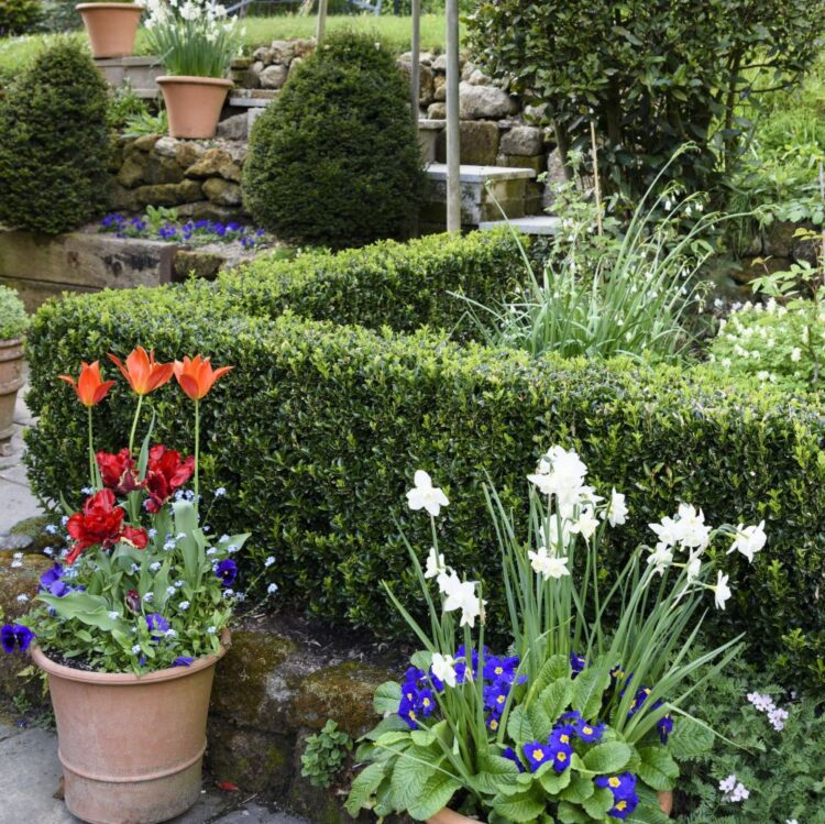 EUONYMUS JAPONICUS JEAN HUGUES GROWN AS A COMPACT LOW FORMAL HEDGE