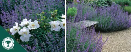BUY GARDEN CATMINT NEPETA FAASSENII PLANTS ONLINE FROM HOPES GROVE NURSERIES