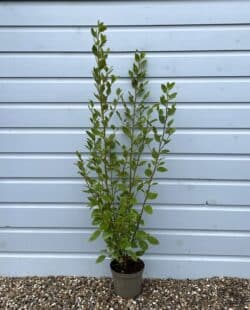 Griselinia Littoralis Potted Hedging 80-100cm 30-42in