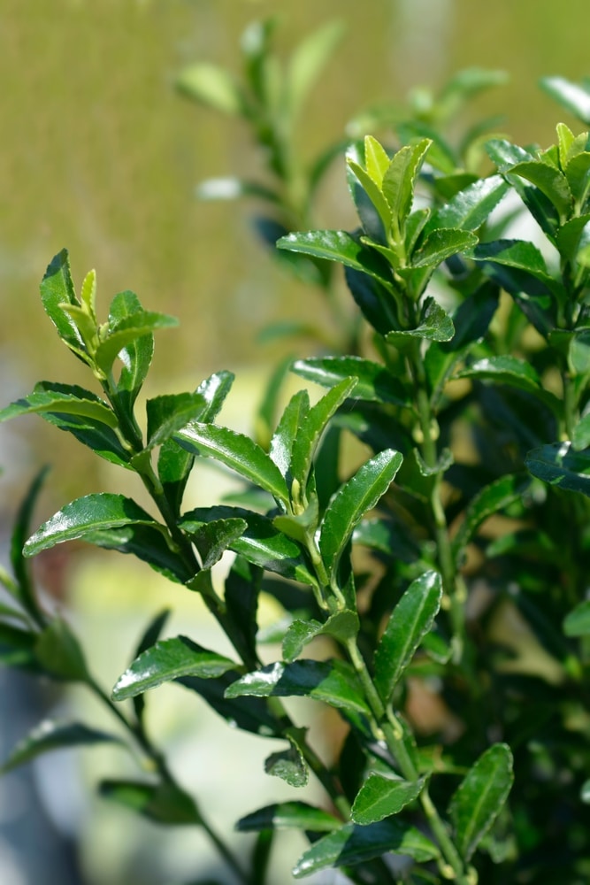 EUONYMUS JAPONICUS FOLIAGE DETAIL