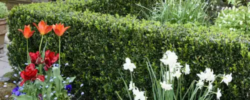 BUY EUONYMUS JAPONICUS JEAN HUGUES HEDGING PLANTS AND SHRUBS ONLINE FROM HOPES GROVE NURSERIES