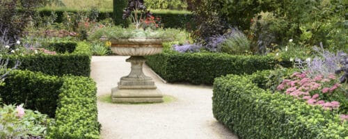 BUY EUONYMUS JAPONICUS GREEN SPIRE HEDGING PLANTS AND SHRUBS ONLINE FROM HOPES GROVE NURSERIES