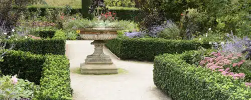 BUY EUONYMUS JAPONICUS GREEN SPIRE HEDGING PLANTS AND SHRUBS ONLINE FROM HOPES GROVE NURSERIES