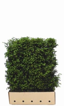 Yew English Instant Hedging 120cm 48-0in