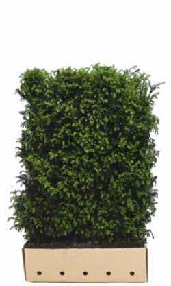 Yew English Instant Hedging 150cm 60-0in