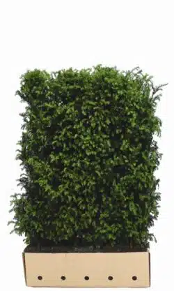 Yew English Instant Hedging 150cm 60-0in