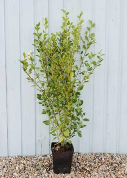 Griselinia Littoralis Potted Hedging 120-140cm 48-54in