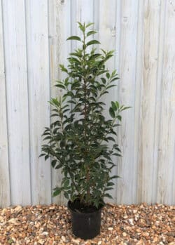Laurel Portugal Potted Hedging 80-100cm 30-42in