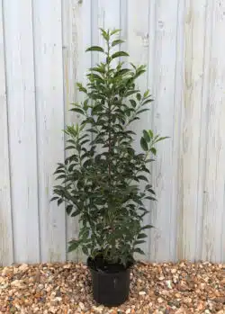 Laurel Portugal Potted Hedging 80-100cm 30-42in