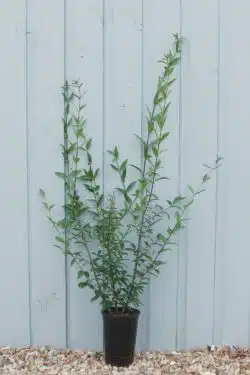 Privet Wild Potted Hedging 60-90cm 24-36in