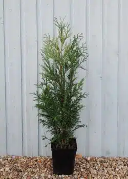 Thuja Plicata Atrovirens Potted Hedging 90-120cm 36-48in