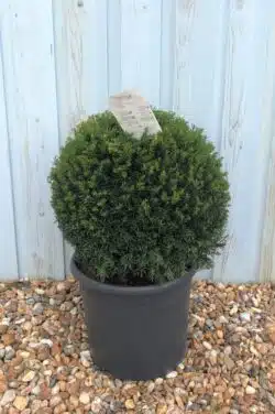 Yew English Yew Ball Shape Potted Topiary 35-40cm 168-0in
