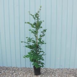 Beech Green Potted Hedging 125-150cm 48-60in