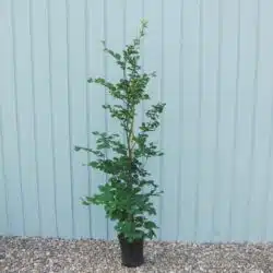 Beech Green Potted Hedging 125-150cm 48-60in