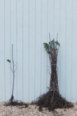 Cherry Bird Bare Root Hedging 90-120cm 36-48in