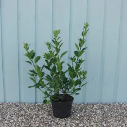 Euonymus Japonicus Potted Hedging 40-60cm 18-24in