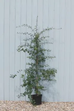 Quickthorn (hawthorn) Potted Hedging 150-175cm 60-72in