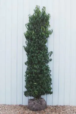 Laurel Portugal Rootball Hedging 175-200cm 72-78in