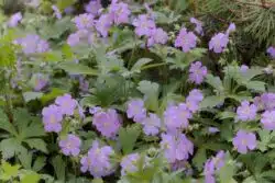 FLOWER DETAIL OF GERANIUM MACULATUM BETH CHATTO