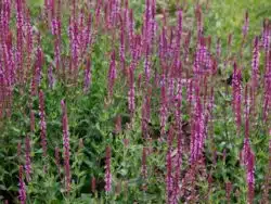 BOLD DRIFT OF SALVIA NEMOROSA AMETHYST IN FLOWER