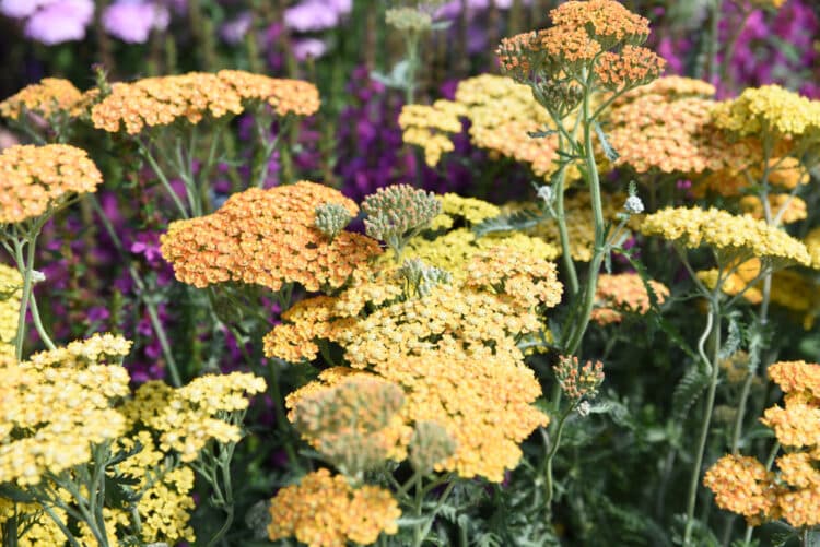 achillea terracotta in flower showing various shades of aged flowers
