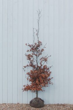 Beech Green Rootball Hedging 175-200cm 72-78in
