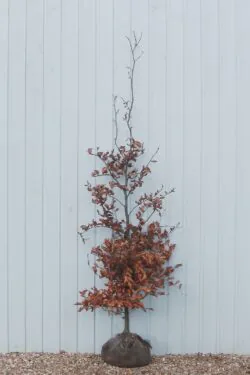 Beech Green Rootball Hedging 175-200cm 72-78in