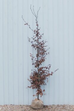 Beech Green Rootball Hedging 200-225cm 78-90in