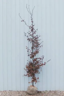 Beech Green Rootball Hedging 200-225cm 78-90in