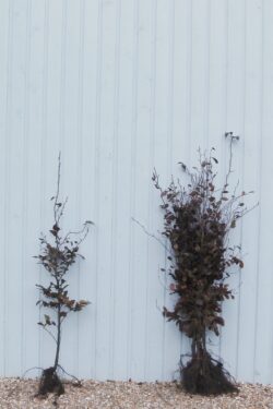 Beech Purple Bare Root Hedging 125-150cm 48-60in