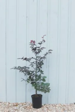 Beech Purple Potted Hedging 60-90cm 24-36in